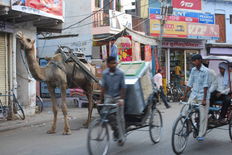 भरतपुर की एक बाज़ारू सड़क, दुकानें, ऊँट गाड़ी और साइकिल रिक्शे, यह तस्वीर 20 मई 2009 की है; इसी शहर के नगर निगम के 65 में से 36 वार्ड किसी दल के नहीं हैं
