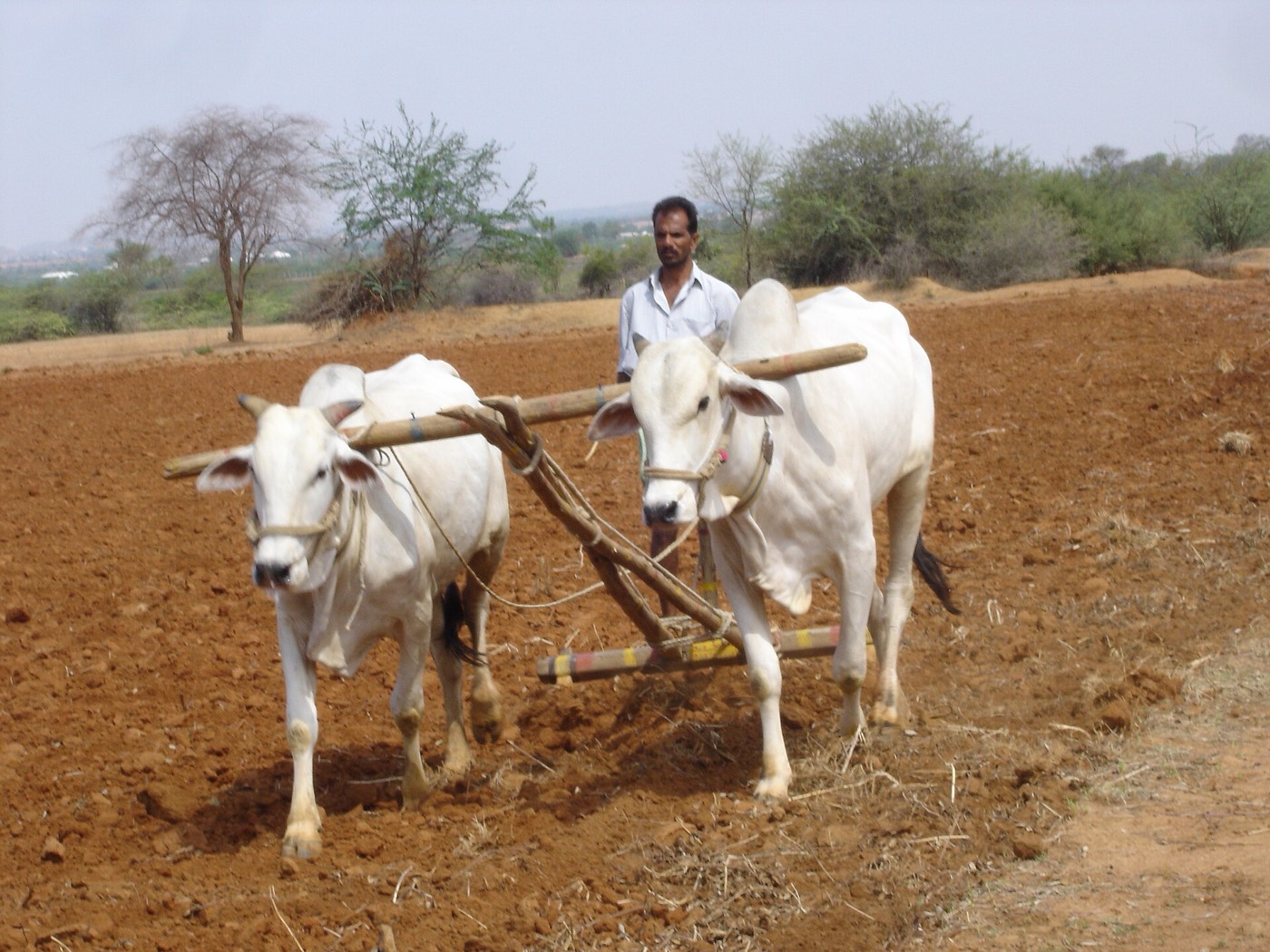 महबूबनगर ज़िले में बारिश के मौसम के लिए खेत तैयार करता एक किसान। यह तस्वीर 2005 की है; देश के बीज उत्पादन का 40 फ़ीसदी से ज़्यादा हिस्सा तेलंगाना से आता है