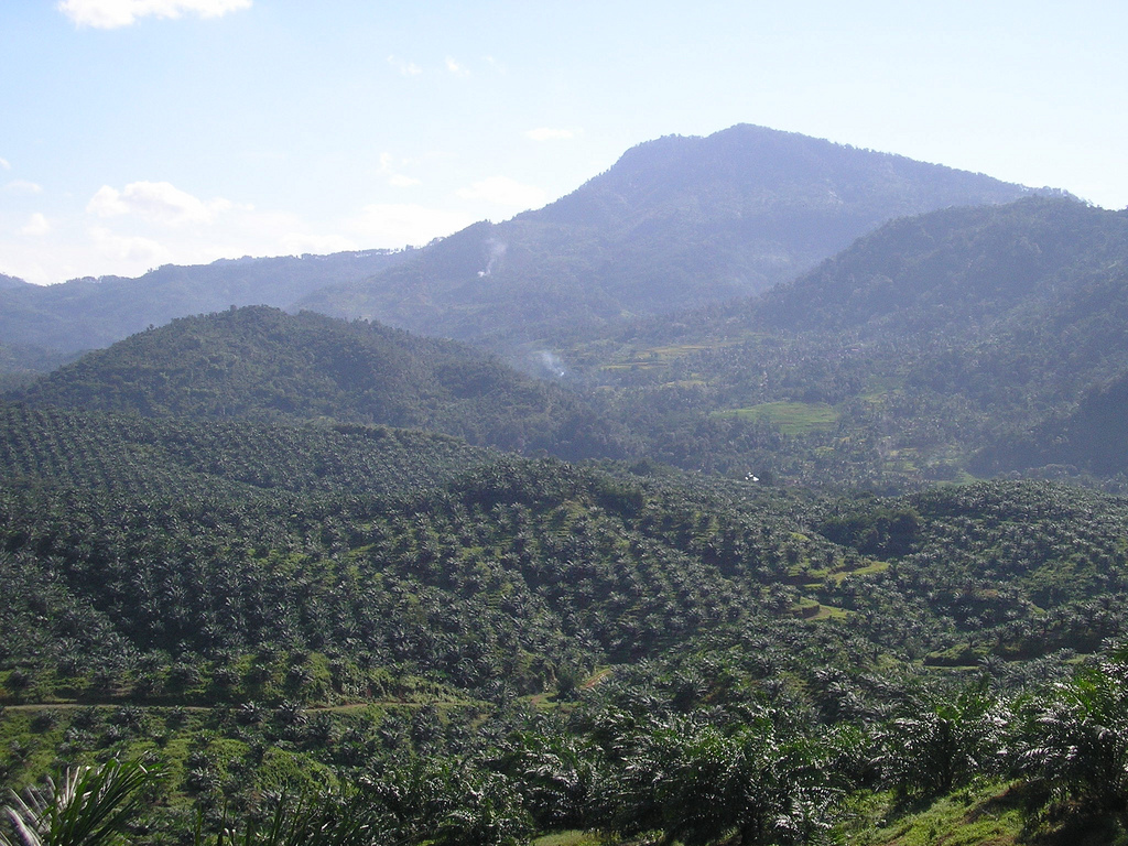 इंडोनेशिया के बोगोर ज़िले के चिगुदेग में ताड़ का बाग़ान, मार्च 2008 की तस्वीर; कच्चा पाम तेल यहीं से चलकर भारत के बंदरगाह पहुँचता है, और वहीं उस पर शुल्क लगता है।