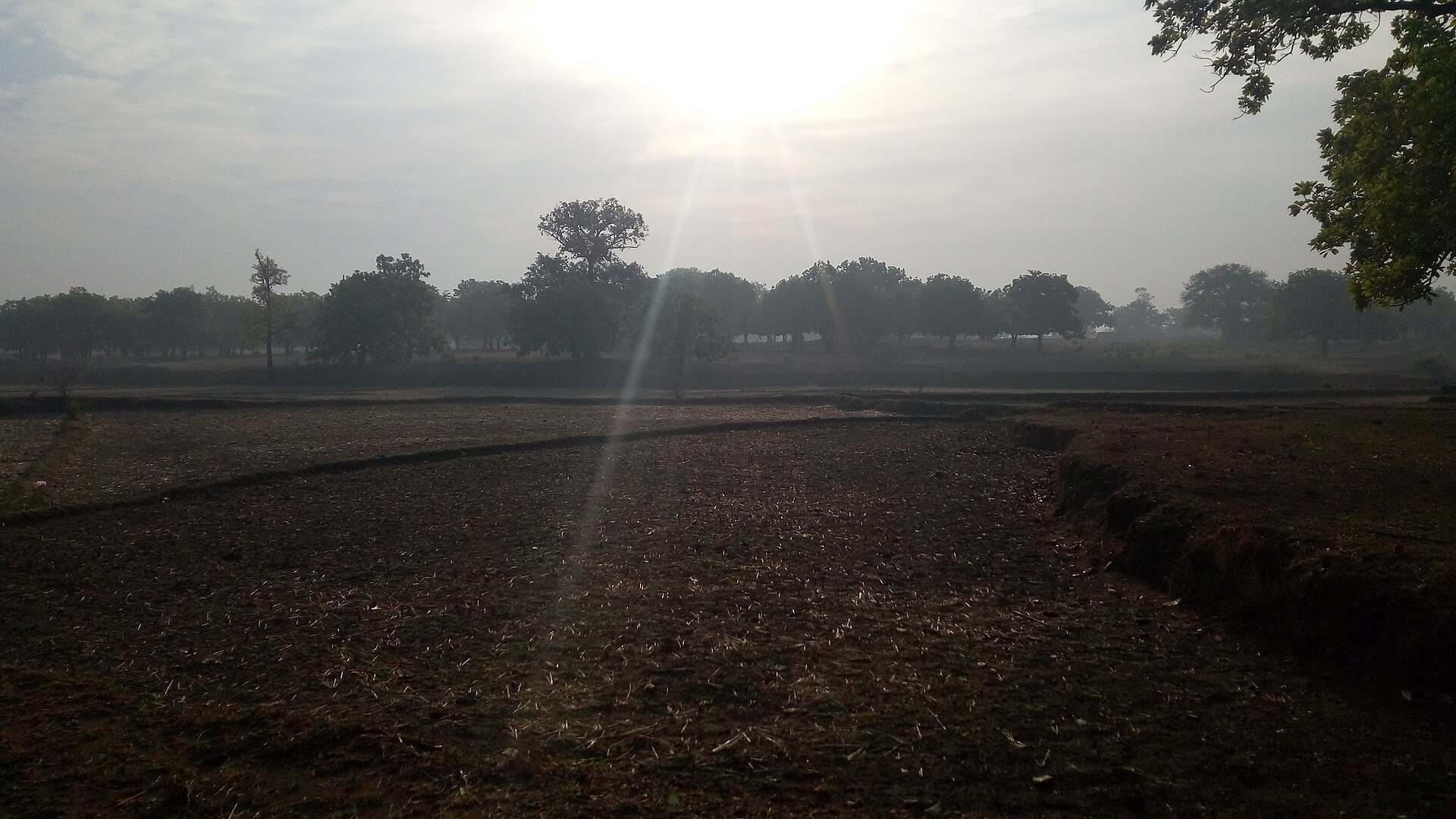 झारखंड के रामगढ़ ज़िले के अटना गांव में कटे हुए धान के खेत पर सुबह की धूप, मई 2016 की तस्वीर। यह खेत झारखंड का है, कर्नाटक का नहीं, पर कर्नाटक की सलाह भी ऐसी ही कट चुकी फ़सल के लिए है।