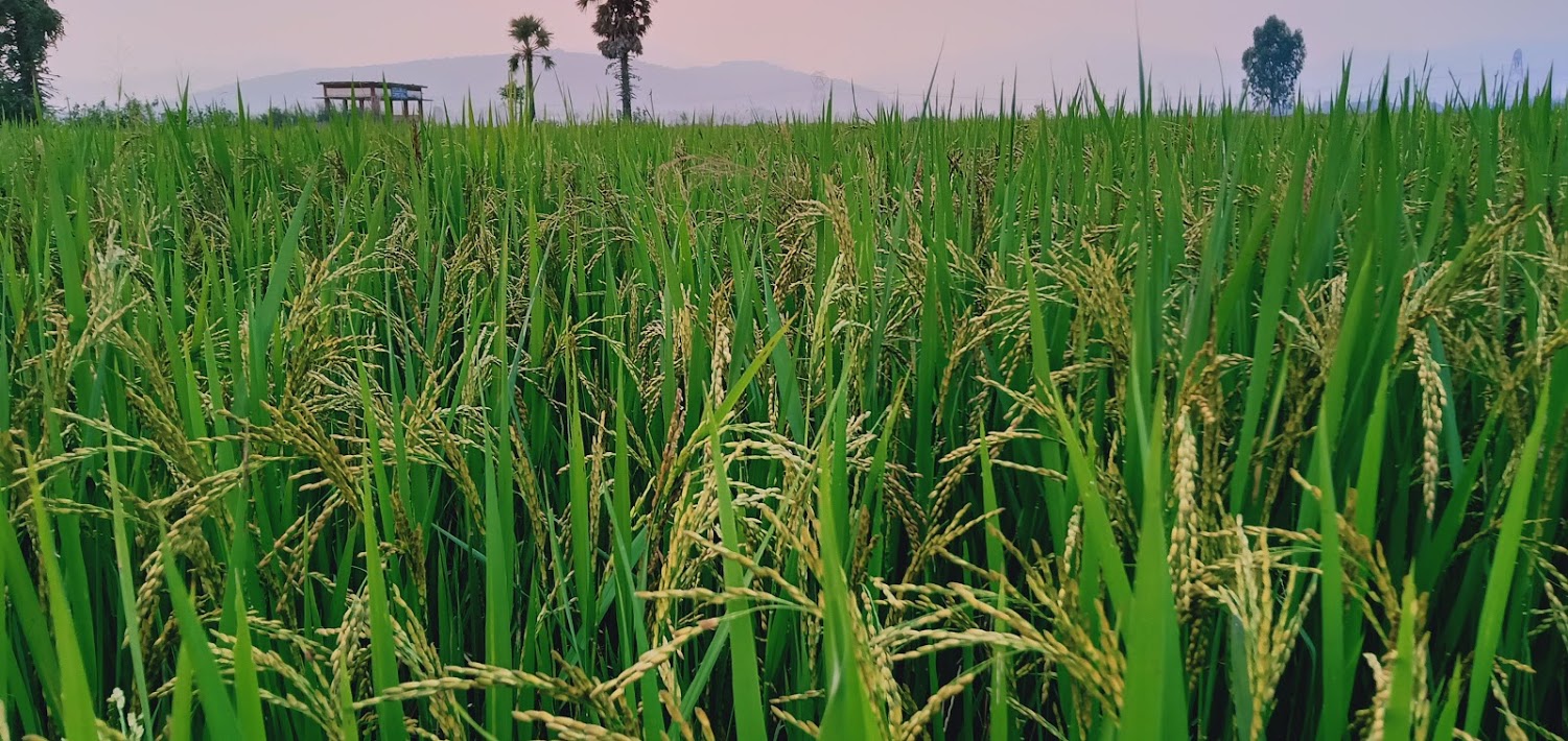 आंध्र प्रदेश के श्रीकाकुलम ज़िले में बालियों से भरी खड़ी धान की फ़सल, जुलाई 2021 की तस्वीर, यह उत्तर तटीय आंध्र का इलाक़ा है जहाँ अगले सिस्टम की बारिश गिरनी है