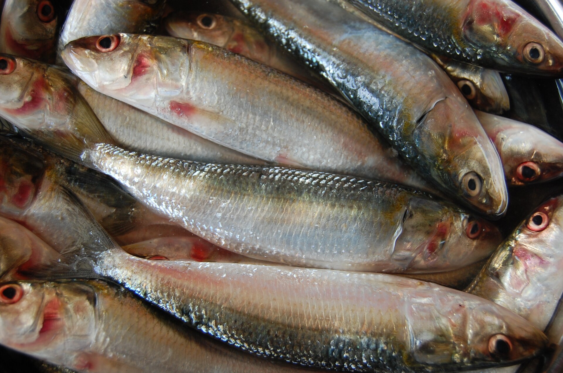 ढेर में रखी भारतीय तेल सार्डिन, वैज्ञानिक नाम Sardinella longiceps, जनवरी 2008 की तस्वीर; ऊपर की सूची में तीसरे नंबर वाला 2.53 लाख टन इसी मछली का है